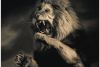 Lion (Panthera leo) on hind legs, roaring, indoors (toned B&W)