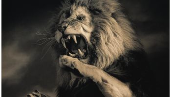 Lion (Panthera leo) on hind legs, roaring, indoors (toned B&W)