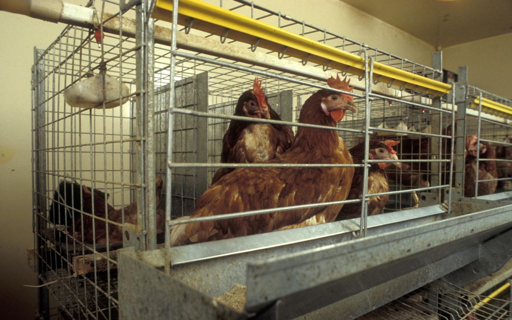 New battery cage design allows for more room and resting space for chickens UK