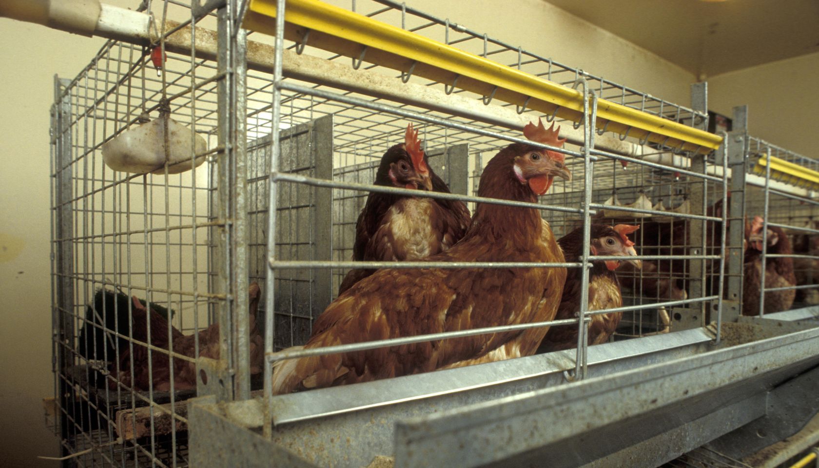 New battery cage design allows for more room and resting space for chickens UK