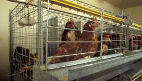 New battery cage design allows for more room and resting space for chickens UK