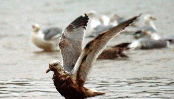 An oil-affected seagull prepares to fly
