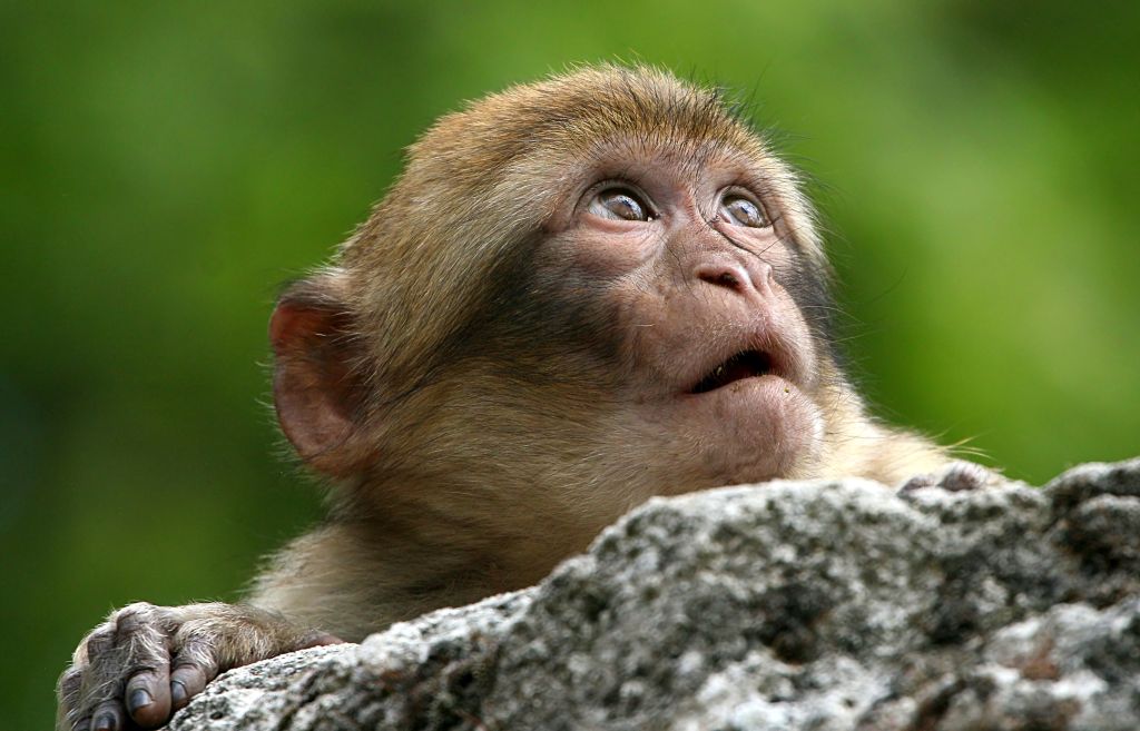 Young Barbary Macaque Portrait