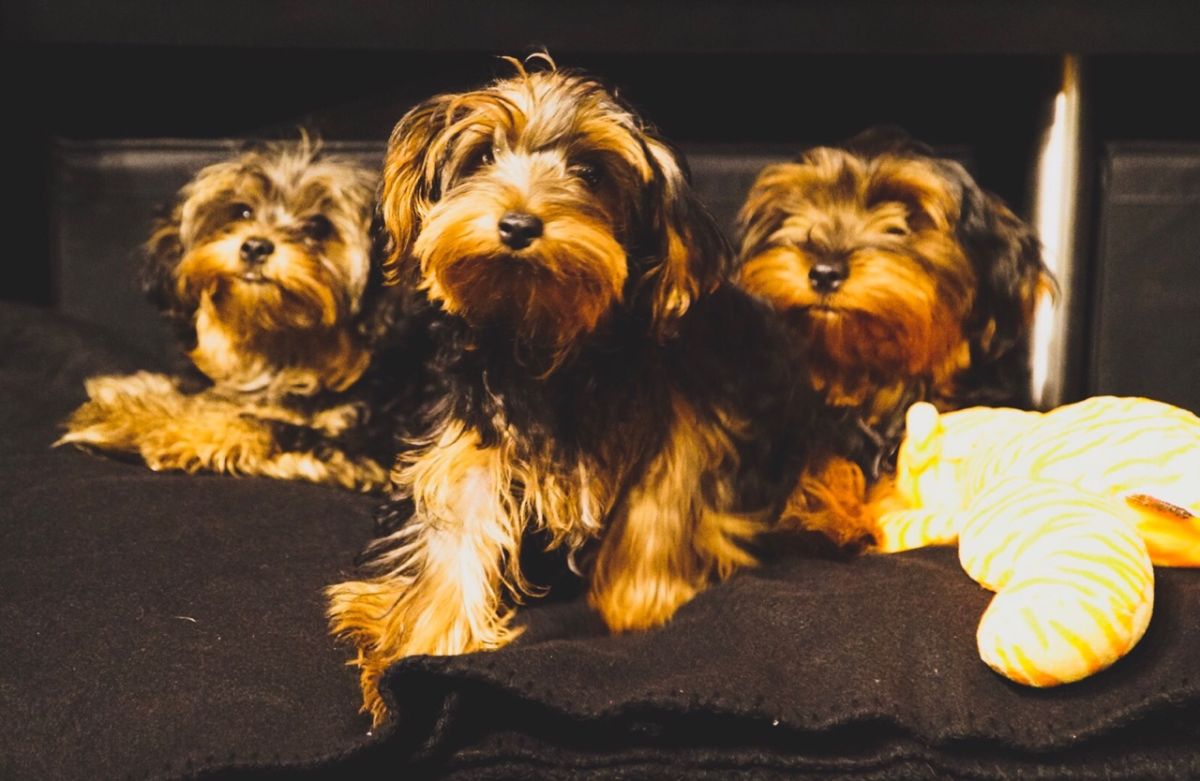 Da Brat's dogs