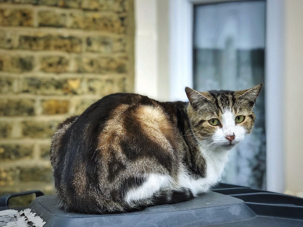 Close-Up Of Cat Sitting Outdoors