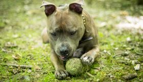 A Staffordshire Bull Terrier paling with a tennis ball