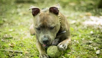 A Staffordshire Bull Terrier paling with a tennis ball