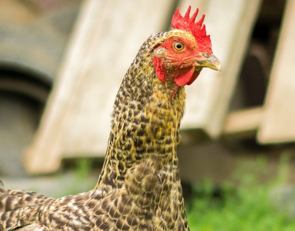Close-Up Of Chicken On Grassy Field