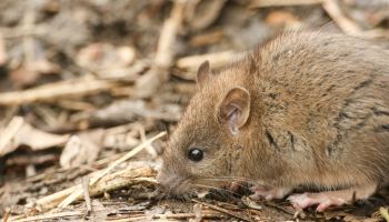 A cute baby Brown Rat (Rattus norvegicus) searching around on the ground for food.