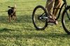 Dog chasing young man riding bicycle across grass