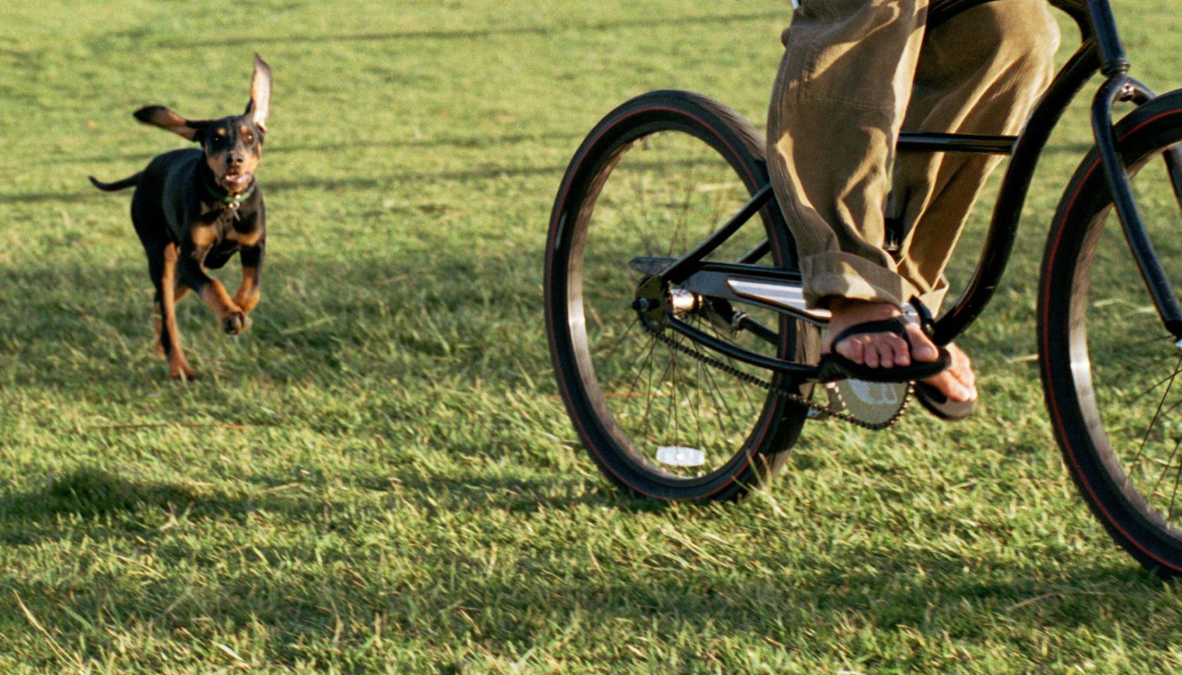 Dog chasing young man riding bicycle across grass