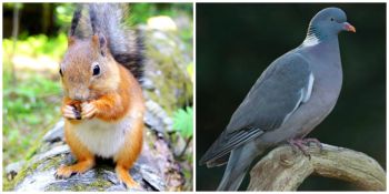 Squirrel, Pigeon, Squigeon