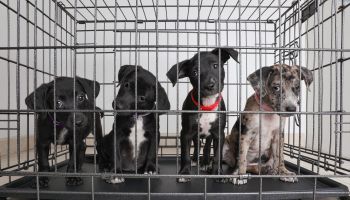 Litter of puppies in animal shelter. Catahoula Leopard Dog, Pit Bull Terrier mixed dogs