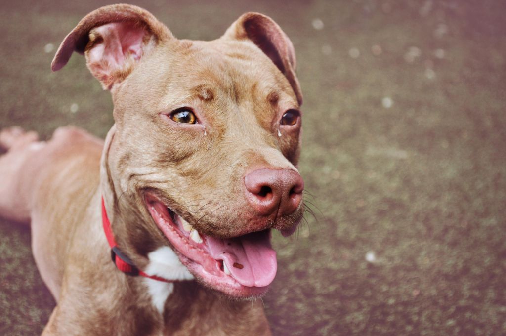 Smiling Red Pit Bull Terrier
