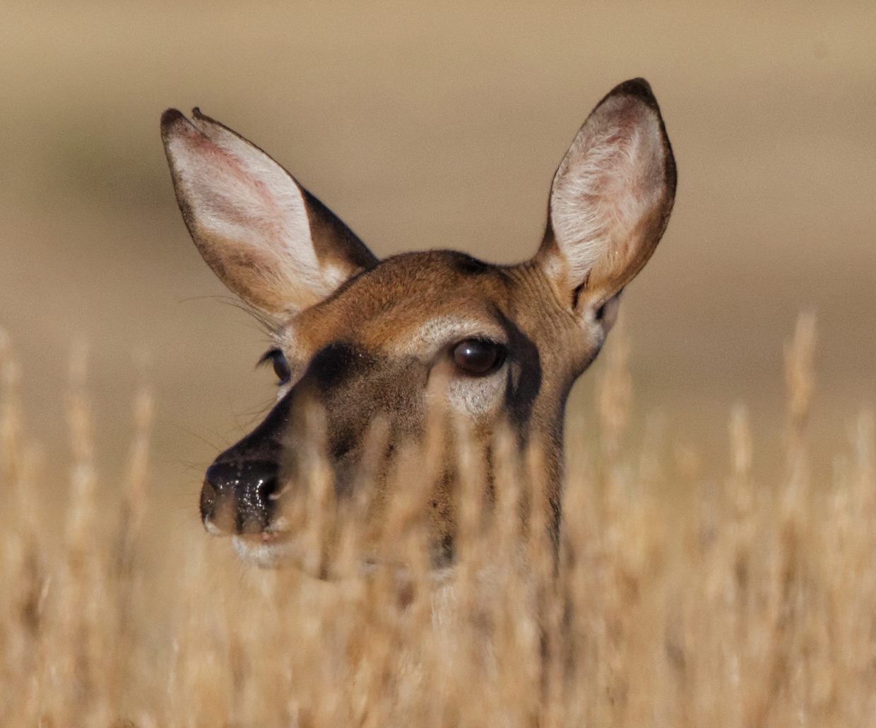 Doe Eye-deep In Tall Prairie Grass