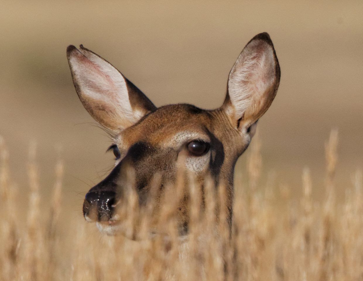 Doe Eye-deep In Tall Prairie Grass