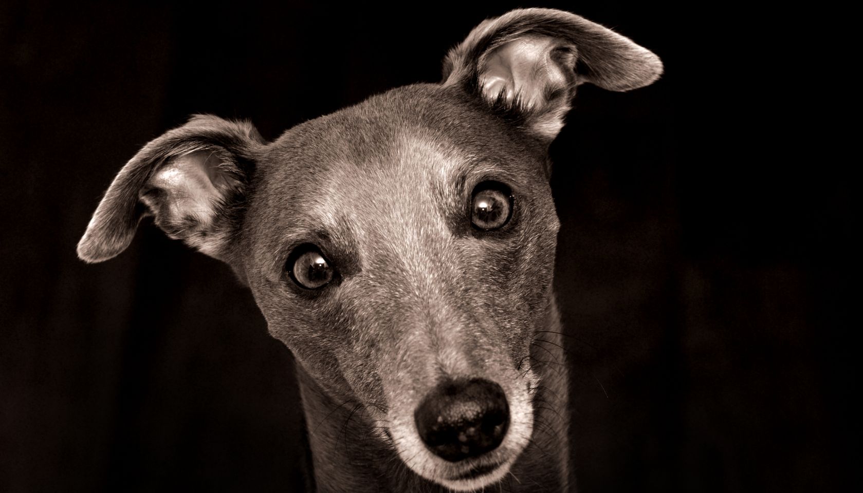 Whippet Dog Portrait