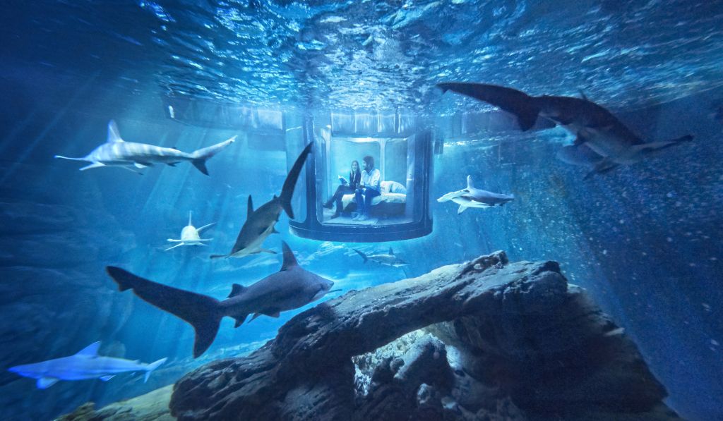 A Night Among The Sharks: Aquarium De Paris Hosts The First Ever Underwater Bedroom On Airbnb