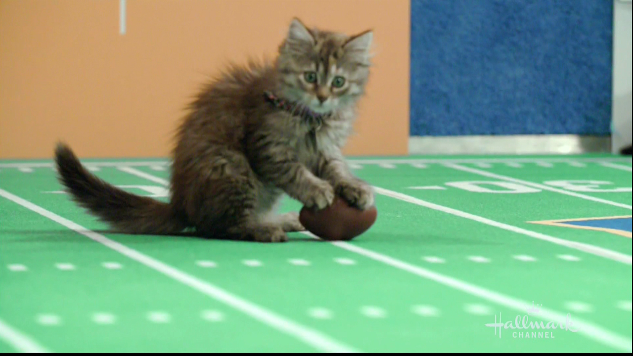 Hallmark Channel’s 5th Annual Kitten Bowl as seen on Hallmark.