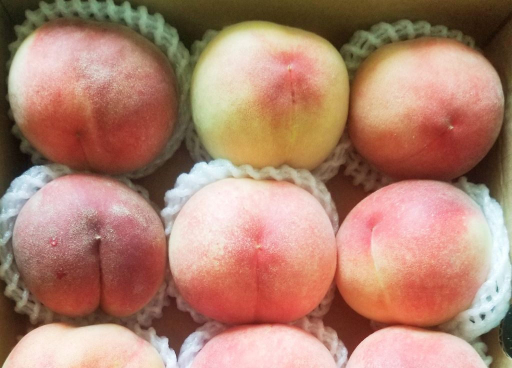Fresh peaches in neat rows