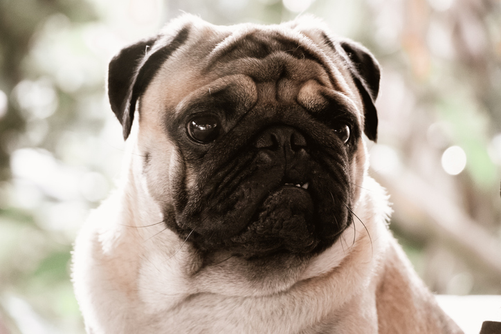 Close-Up Portrait Of A Dog