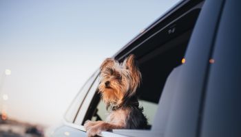 Yorkshire Terrier dog looking out of a car window.