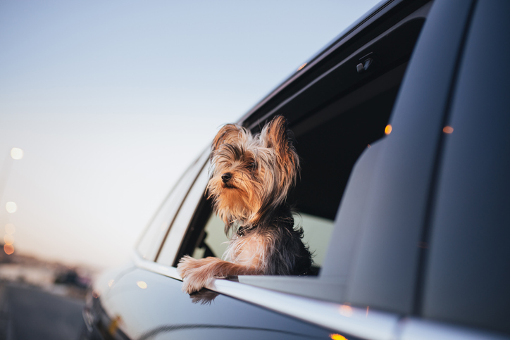 Yorkshire Terrier dog looking out of a car window.